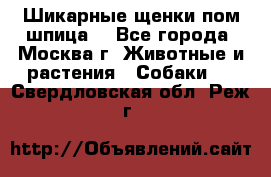 Шикарные щенки пом шпица  - Все города, Москва г. Животные и растения » Собаки   . Свердловская обл.,Реж г.